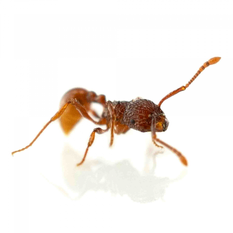 Pristomymrex punctatus